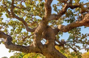 Vista ravvicinata di un albero di Caryocar, con i suoi caratteristici rami contorti