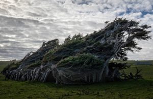 Un piccolo boschetto di alberi distorti dal vento a Slope Point, in Nuova Zelanda