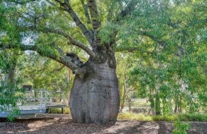 Un grande esemplare di albero bottiglia australiano, in un parco
