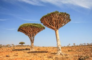 Due esemplari di albero del drago, con la loro caratteristica forma a ombrello