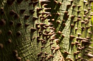 Dettaglio delle spine acuminate che crescono sulla corteccia dell'albero dinamite