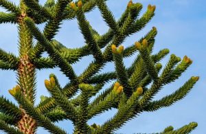 Dettaglio di un albero di araucaria araucana, con le sue foglie taglienti che ricoprono rami e tronco