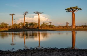 Panorama della savana africana con dei baobab che si riflettono su uno specchio d'acqua