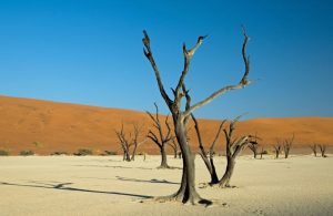 Il lago prosciugato di Deadvei, in Namibia, con le sue acacie morte