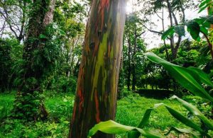 Il tronco dell'eucalipto arcobaleno, con la sottile corteccia che si sfoglia rivelando diversi colori