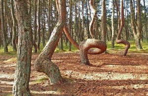 Gli alberi incurvati della foresta di Kaliningrad