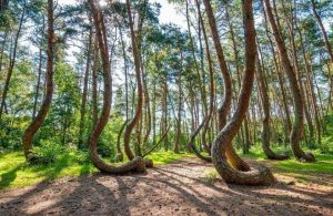 La foresta di Nowe Czarnowo, in Polonia, con i suoi bizzarri pini dai tronchi incurvati alla base