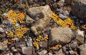 Un esemplare del minuscolo salice nano, cresciuto sulle rocce