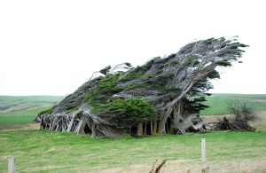 Un piccolo boschetto di alberi distorti dal vento a Slope Point, in Nuova Zelanda