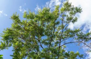 La chioma di un albero di Cedrela odorata