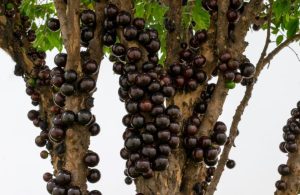 Dettaglio del tronco dell'albero jabuticaba, con i caratteristici frutti sferici attaccati alla corteccia