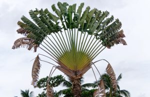 Un albero del viaggiatore, con la sua caratteristica forma a ventaglio