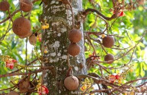Dettaglio dei frutti sferici dell'albero delle palle di cannone