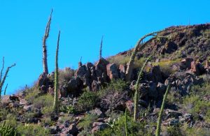 Degli esemplari di albero di boojum, simili a cactus, nel sud di Baja California, in Messico