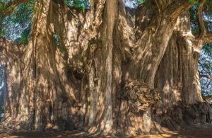 Il grande albero di Tule, vicino a Oaxaca, in Messico