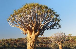 Un esemplare di albero faretra, con la sua caratteristica forma