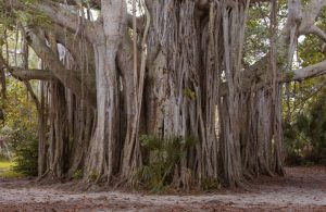 Un gigantesco esemplare di baniano, con radici aeree che scendono fino a terra