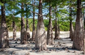 Dei cipressi delle paludi in condizioni di siccità, in un lago prosciugato nella valle di Sukko, in Russia