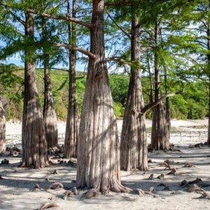 Dei cipressi delle paludi in condizioni di siccità, in un lago prosciugato nella valle di Sukko, in Russia