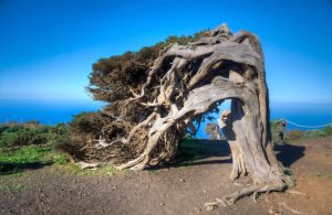 Un esemplare di ginepro delle Canarie piegato dal vento a El Sabinar, sull'isola di El Hierro, nelle Isole Canarie, con l'oceano sullo sfondo
