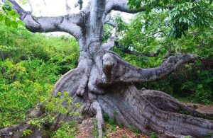 Il più antico albero di kapok dell’isola caraibica di Curaçao, con la sua strana forma distorta