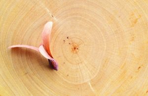 Sezione di un tronco di keruing con sopra uno dei suoi caratteristici frutti a due ali