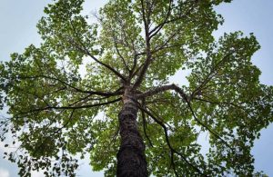 Vista dal basso di un albero della famiglia delle Dipterocarpaceae
