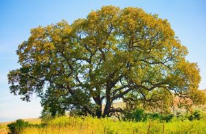Un albero di quercia bianca americana (Quercus alba) vista da lontano in mezzo ai campi di una collina dell'Oregon centrale