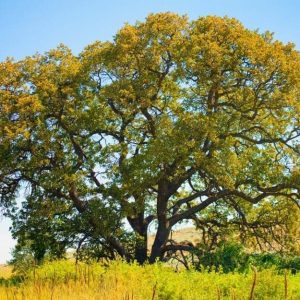 Un albero di quercia bianca americana (Quercus alba) vista da lontano in mezzo ai campi di una collina dell'Oregon centrale